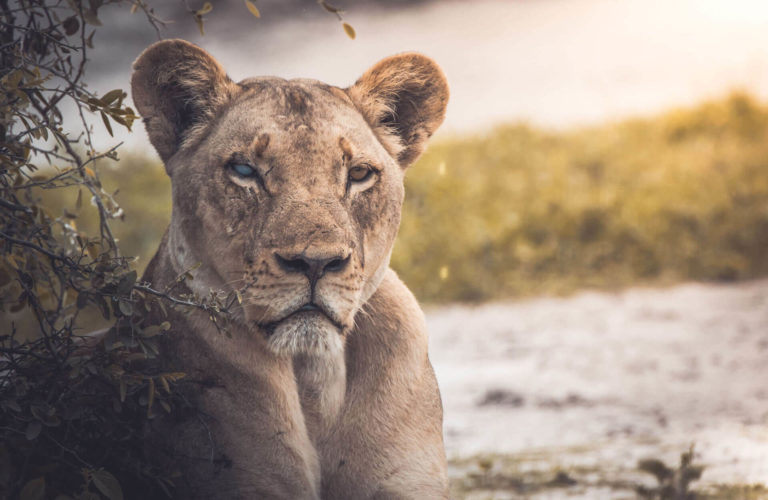 Pumas, Panthers & Cougars: Facts About America’s Big Cats Pumas, Panthers & Cougars: Facts About America’s Big Cats